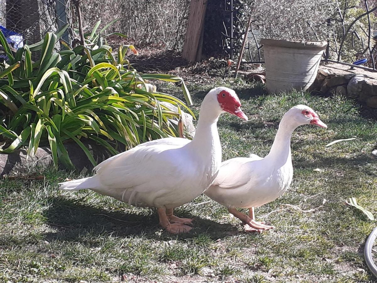 Gite Du Prinas Greolieres Zewnętrze zdjęcie